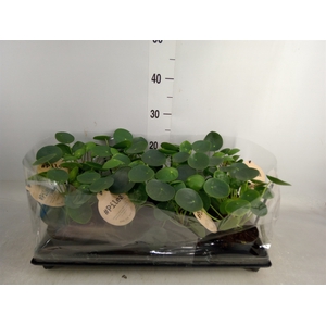 Pilea peperomoides