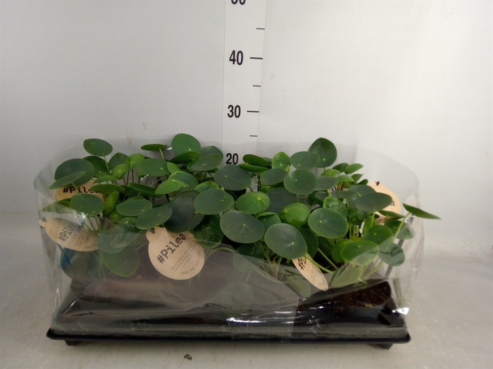 <h4>Pilea peperomoides</h4>