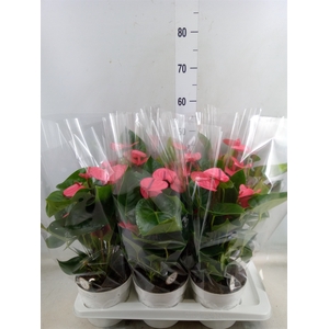 Anthurium andr. 'Pink Champion'