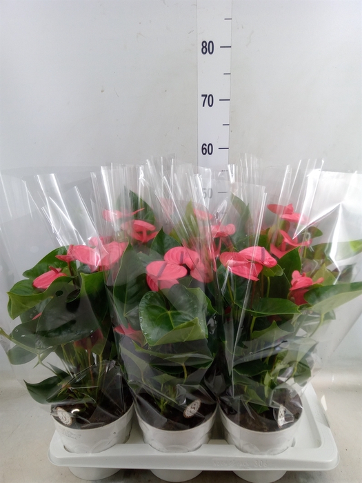 <h4>Anthurium andr. 'Pink Champion'</h4>
