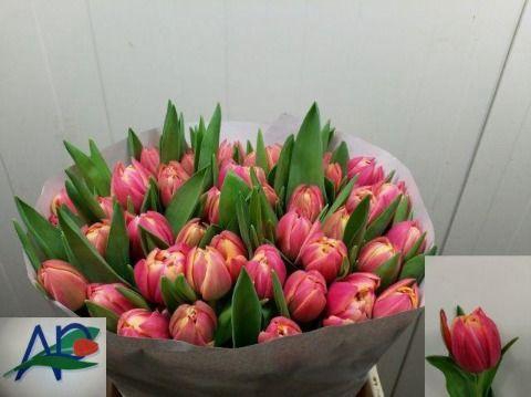 <h4>TU DU COLUMBUS</h4>