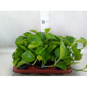 Epipremnum pinn. 'Global Green'