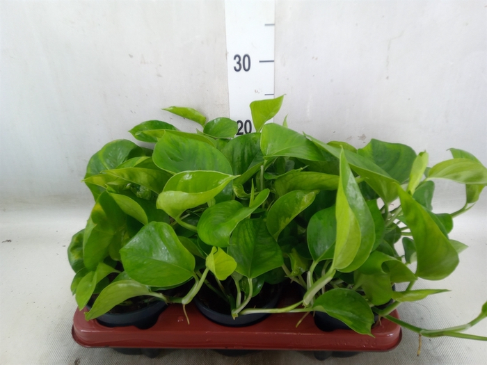 <h4>Epipremnum pinn. 'Global Green'</h4>