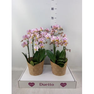 Phalaenopsis multi.   ...rose