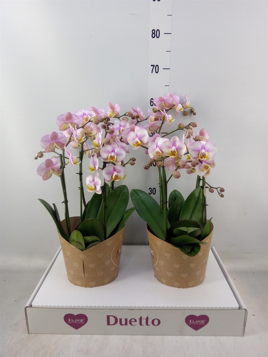 <h4>Phalaenopsis multi.   ...rose</h4>