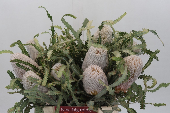 <h4>Banksia Prionotes</h4>