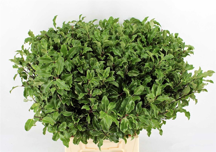 <h4>Pitto Groen 52 Cm Per Tak</h4>