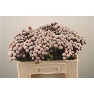 Kaaps Silver Brunia Stokoei