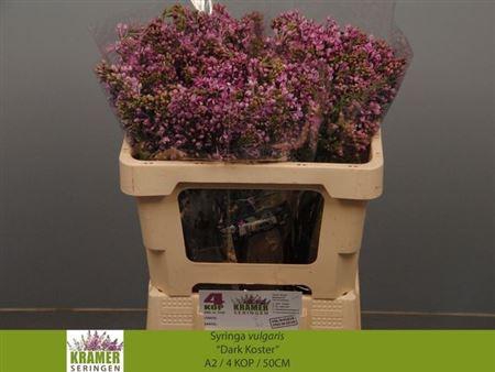 <h4>Syr V Dark Koster</h4>