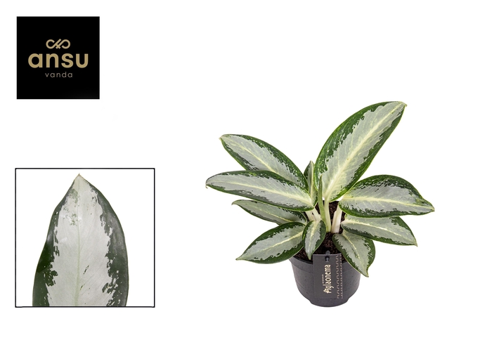 <h4>Aglaonema Silver Blue</h4>