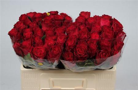 <h4>R Gr Rhodos</h4>