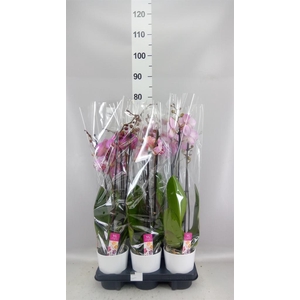 Phalaenopsis   ...mix