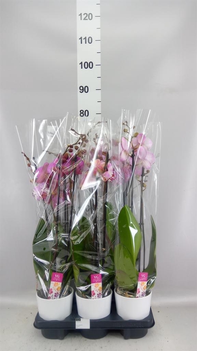 <h4>Phalaenopsis   ...mix</h4>