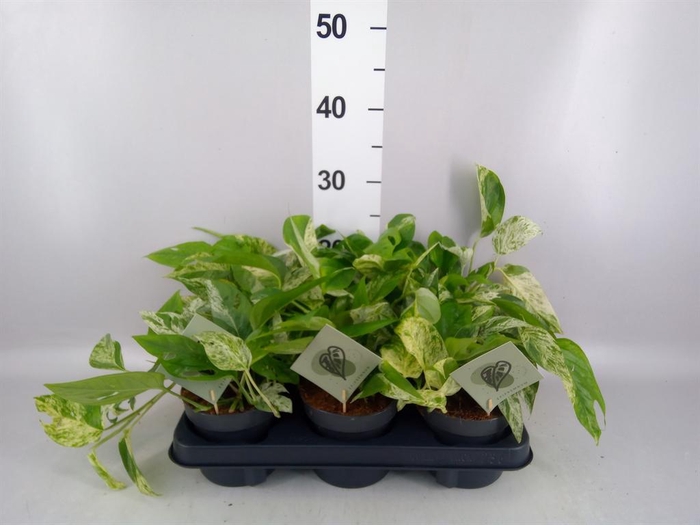 <h4>Epipremnum pinn. 'Marble Variegata'</h4>