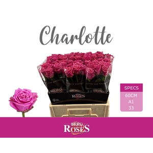 Rosa GR 'Tantaus Charlotte'