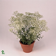 Gypsophila  'Summer Snow'