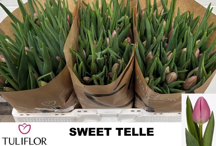 <h4>TU EN SWEET TELLE</h4>