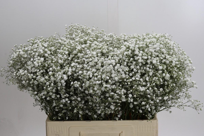 <h4>Gyps Xlence</h4>