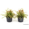 DROSERA CAPENSIS P9 NR 125