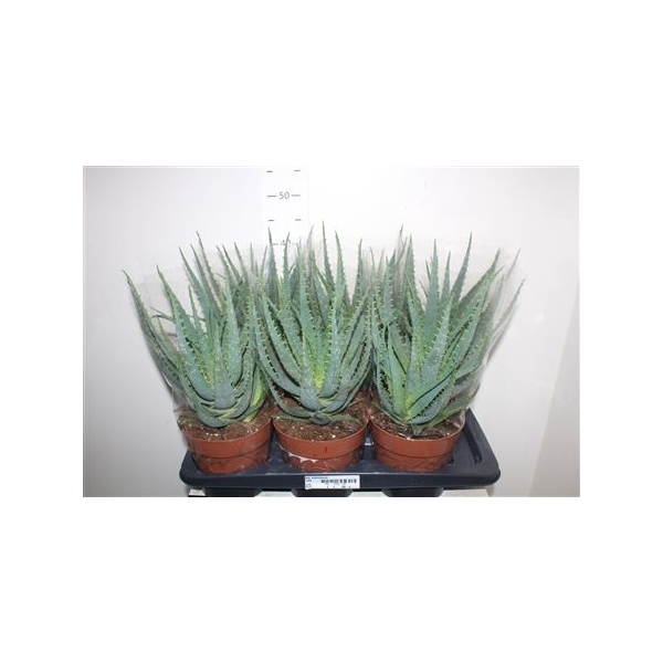 <h4>Aloe Arborescens</h4>