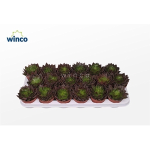 Echeveria Black Prince