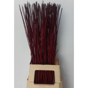 Cornus Alba Sibirica 80 Cm