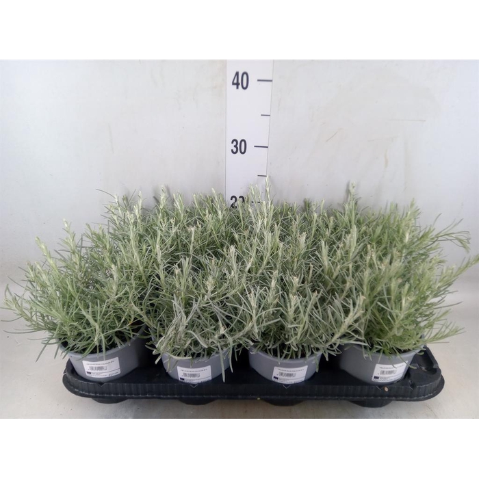 <h4>Helichrysum italicum</h4>