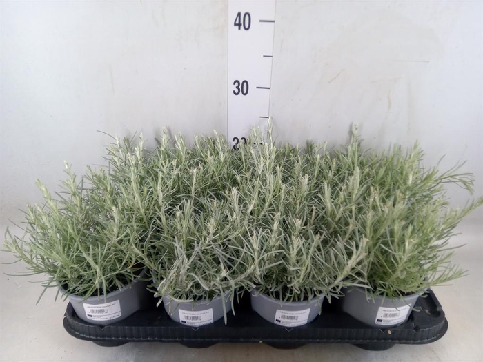 Helichrysum italicum