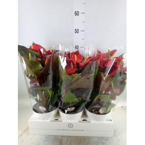 Anthurium andr. 'Coral Champion'