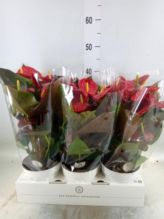 <h4>Anthurium andr. 'Coral Champion'</h4>