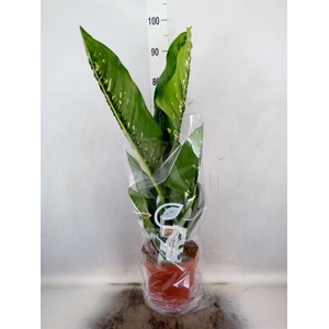 Dieffenbachia seg. 'Caiman'