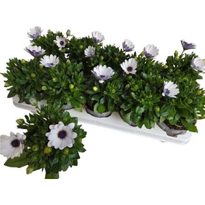 Osteo Fp Lavende Whi