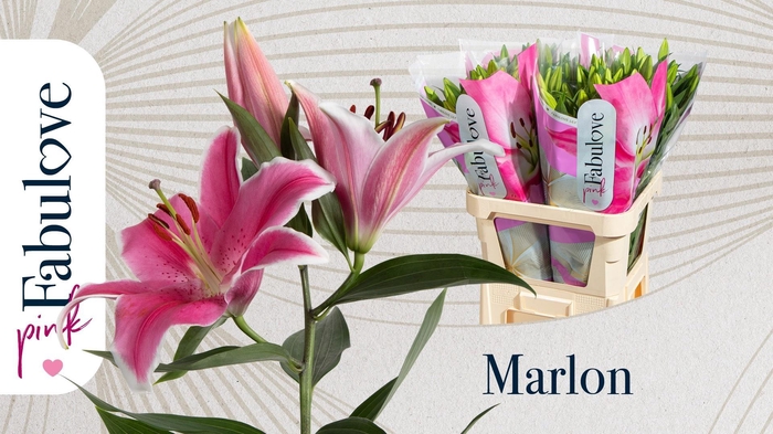 <h4>LI OR MARLON</h4>