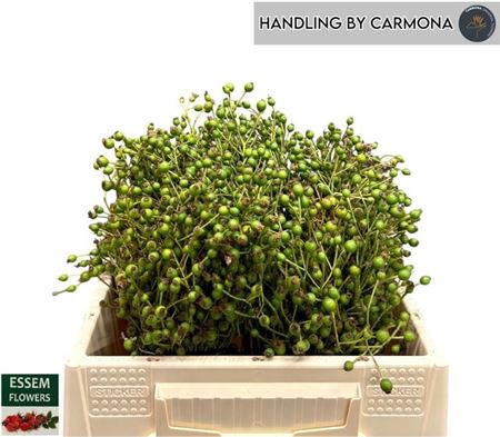 <h4>Rosa Plenty</h4>