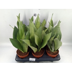 Sansevieria trifa. 'Moonshine'