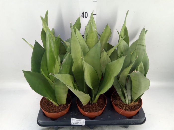 <h4>Sansevieria trifa. 'Moonshine'</h4>