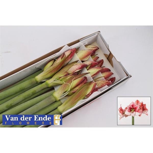 <h4>Hipp Showmaster X15 Ende</h4>