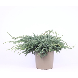 Juniperus squamata Blue Carpet