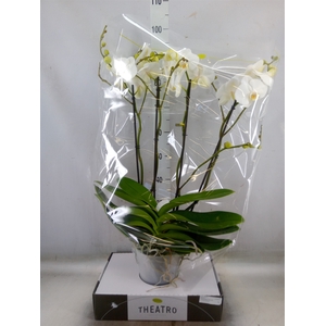 Phalaenopsis   ...white