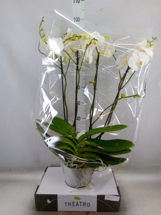 <h4>Phalaenopsis   ...white</h4>