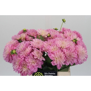 Dahlia DE 'Ariko 123-16'