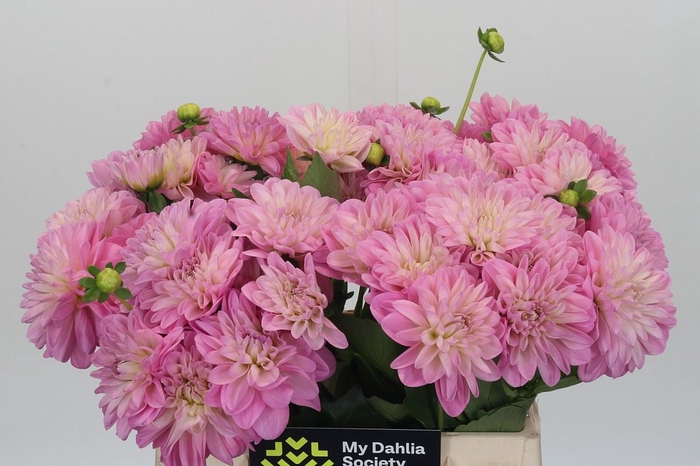 <h4>Dahlia DE 'Ariko 123-16'</h4>