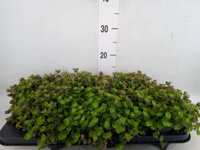 <h4>Callisia repens</h4>