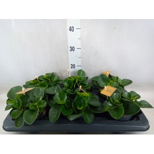 Peperomia obt. 'Red Canyon'
