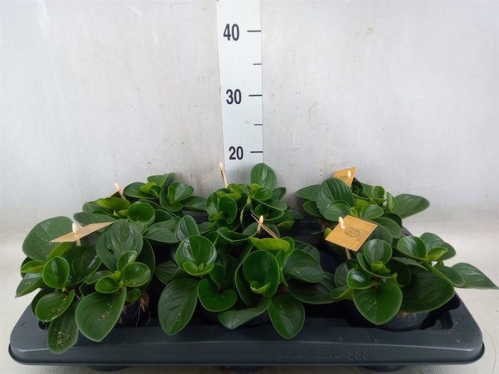 <h4>Peperomia obt. 'Red Canyon'</h4>