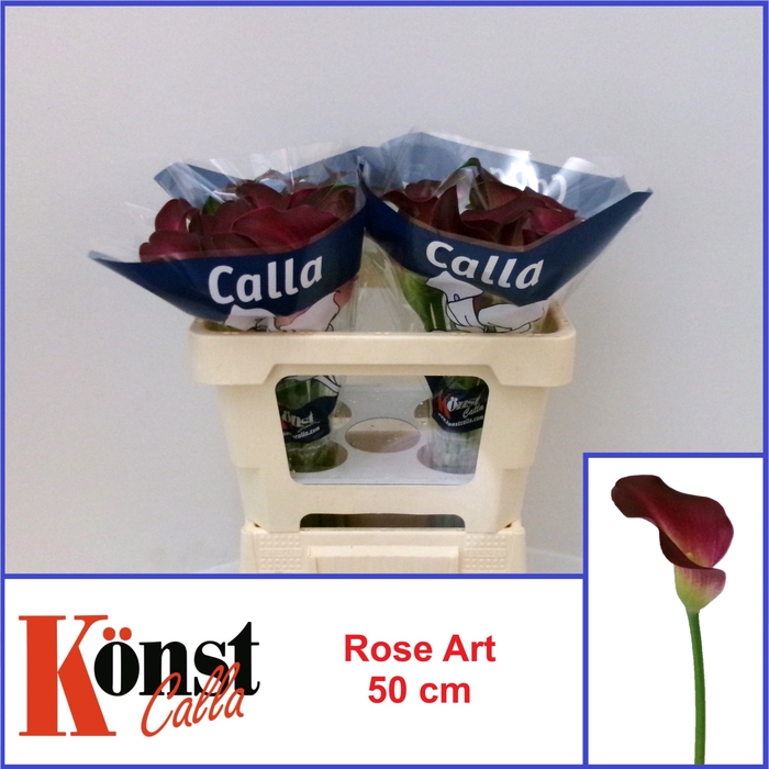 <h4>ZANT ROSE ART</h4>