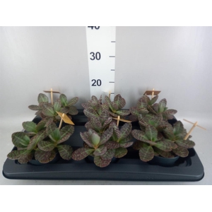Kalanchoe humilis 'Surpris Desert'