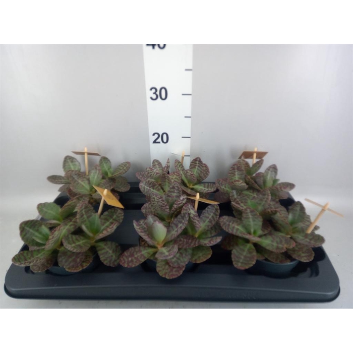 <h4>Kalanchoe humilis 'Surpris Desert'</h4>