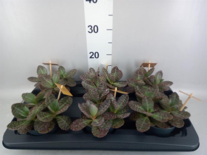 <h4>Kalanchoe humilis 'Surpris Desert'</h4>