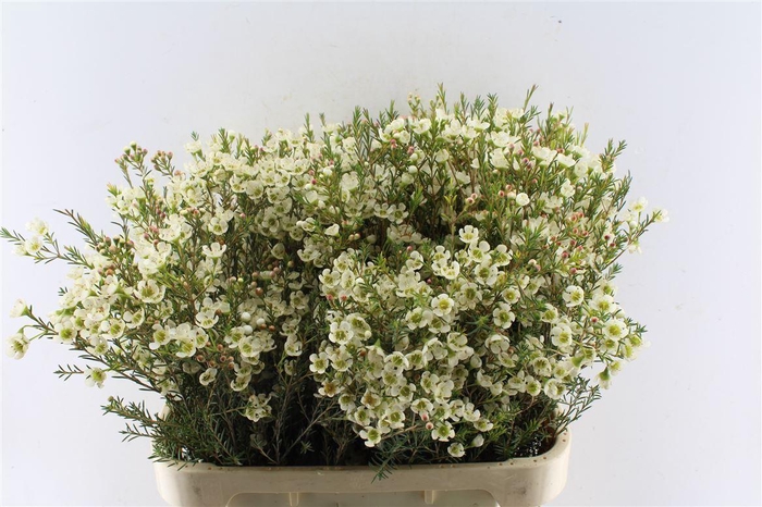 <h4>Chamelaucium Sirius White</h4>